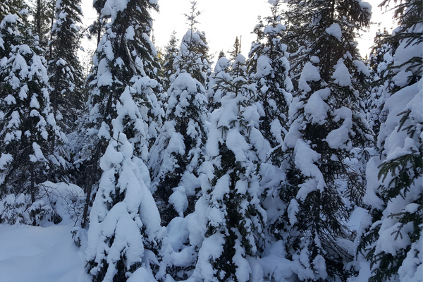 A photo of pine trees covered with thick globs of white snow